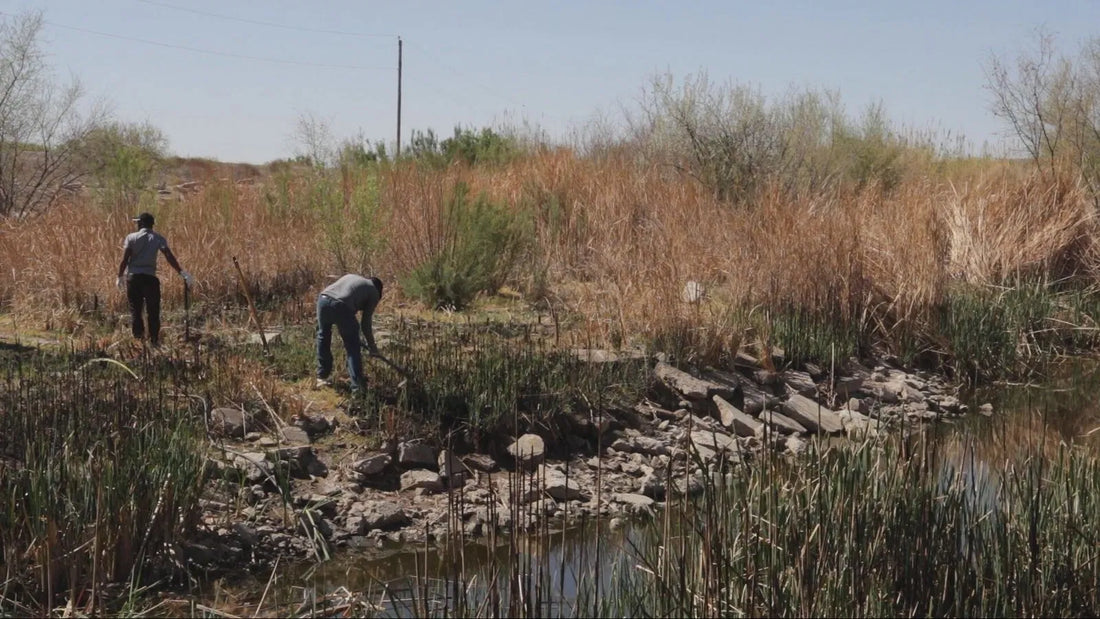 NEWS FEATURE - Las Cruces Community Unites For La Mancha Wetlands Restoration
