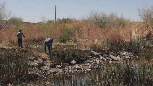 NEWS FEATURE - Las Cruces Community Unites For La Mancha Wetlands Restoration