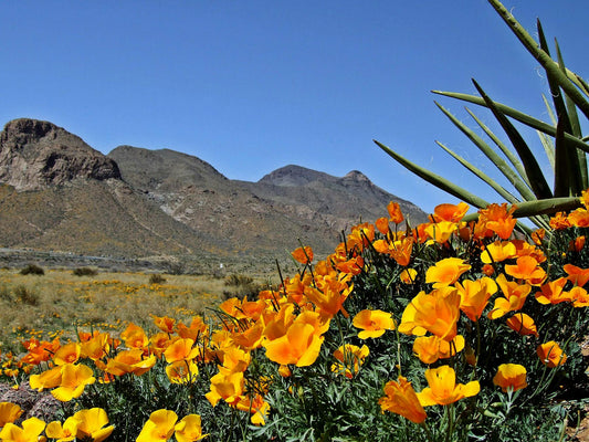 NEWS FEATURE - 2nd Anniversary Of Castner Range Becoming National Monument