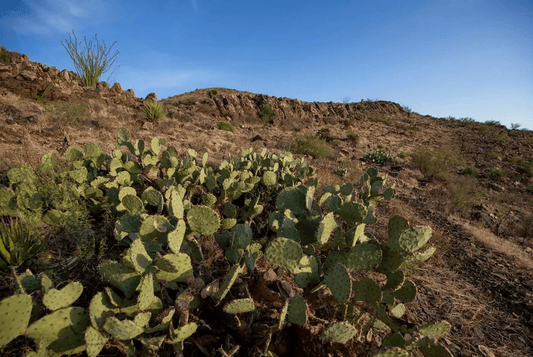 NEWS FEATURE - El Paso celebrates second anniversary of Castner Range as national monument
